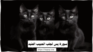 سحر القط الاسود والتابعة