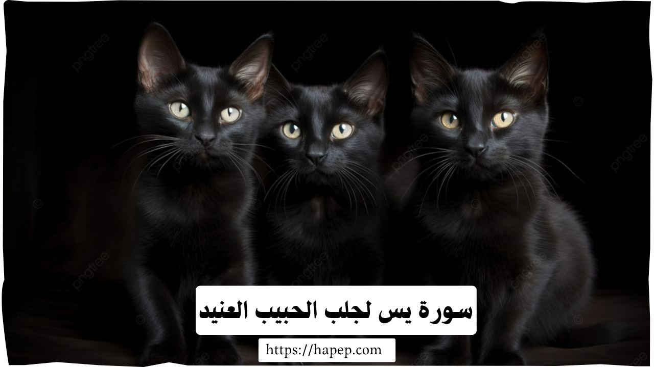 سحر القط الاسود والتابعة