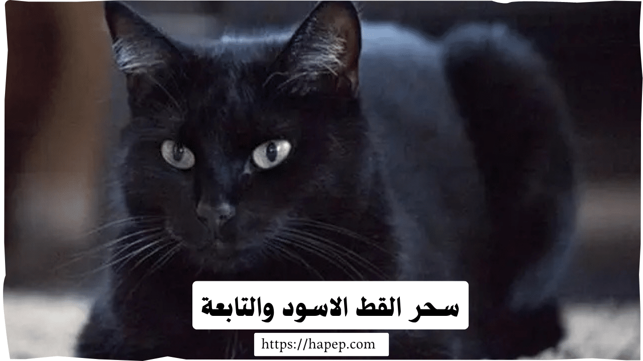 سحر القط الاسود والتابعة