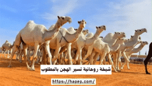 شيخة روحانية تسير الهجن بالمطلوب