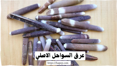 عرق السواحل الاصلي