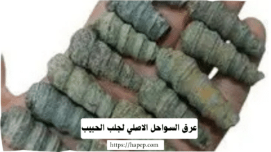 عرق السواحل الاصلي لجلب الحبيب