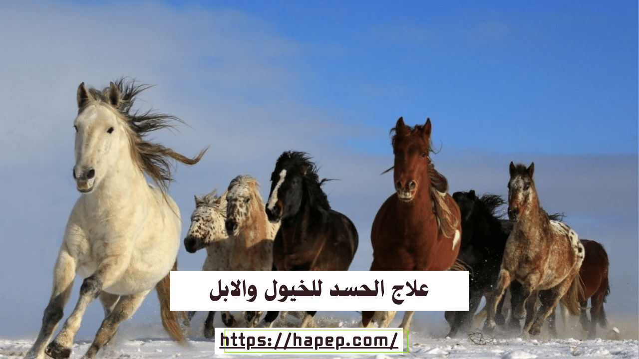 علاج الحسد للخيول والابل