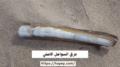 عرق السواحل الاصلي